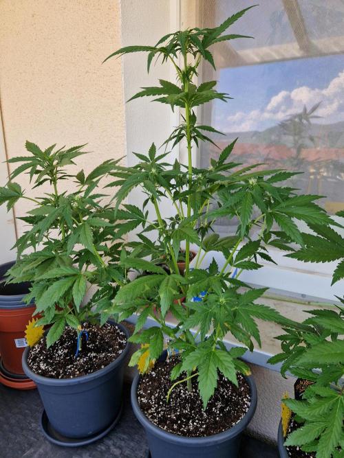 Pineapple Slush XL Auto. Week 7