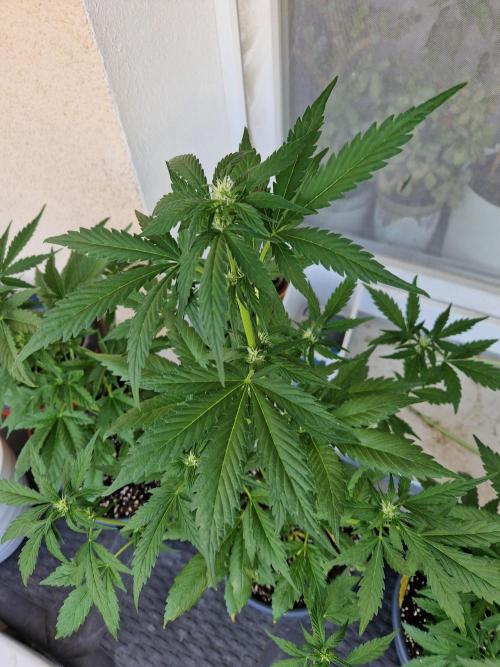 Pineapple Slush XL Auto. Week 7