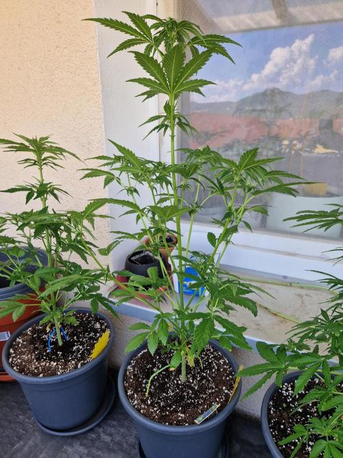Pineapple Slush XL Auto. Week 7