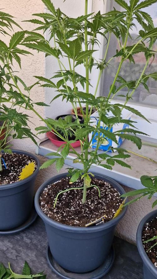 Pineapple Slush XL Auto