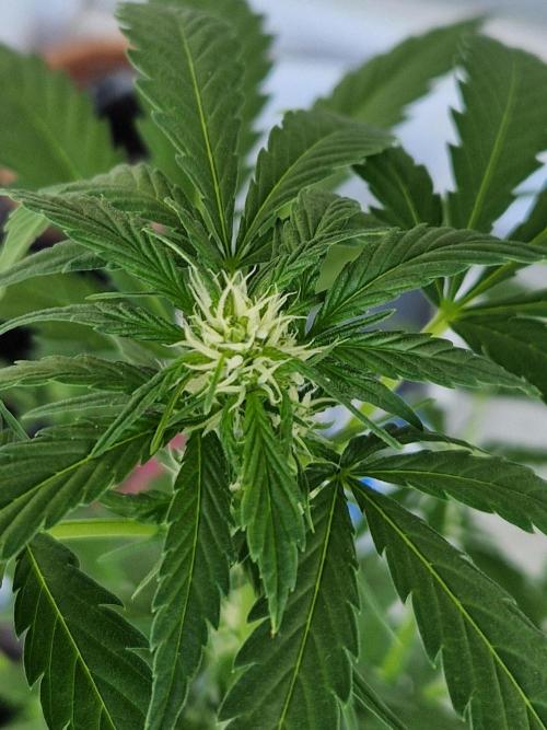 Pineapple Slush XL Auto. Week 7