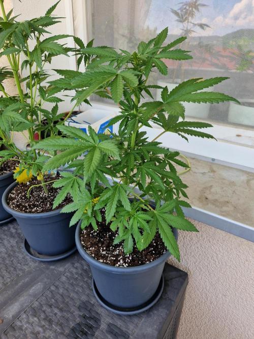 Chemical Candy Auto. Week 7 - 19.06.26