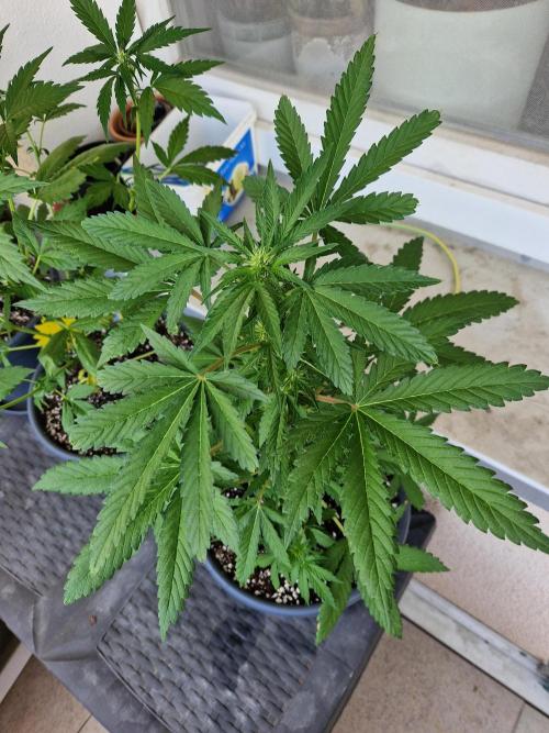 Chemical Candy Auto. Week 7 - 19.06.26