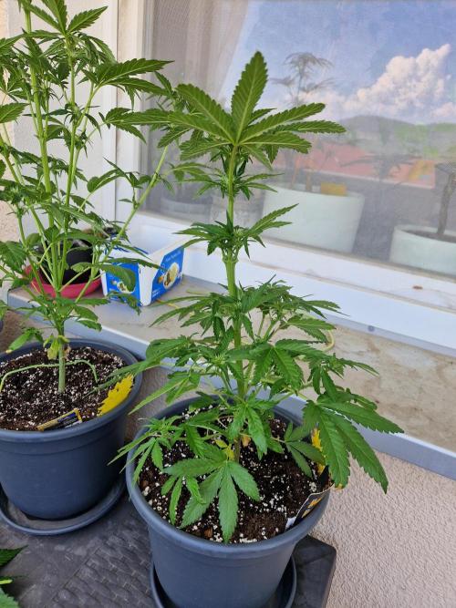 Chemical Candy Auto. Week 7 - 19.06.26 