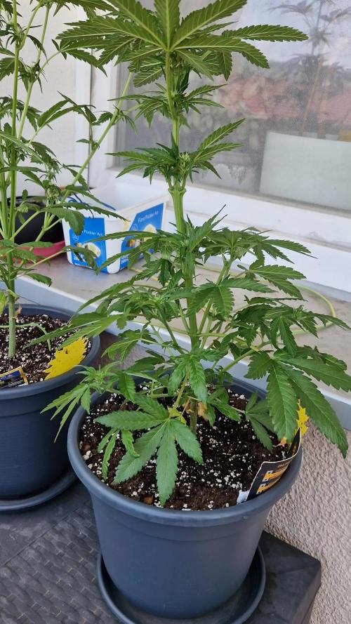 Chemical Candy Auto