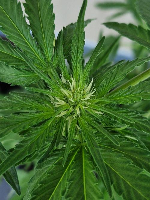 Chemical Candy Auto. Week 7 - 19.06.26