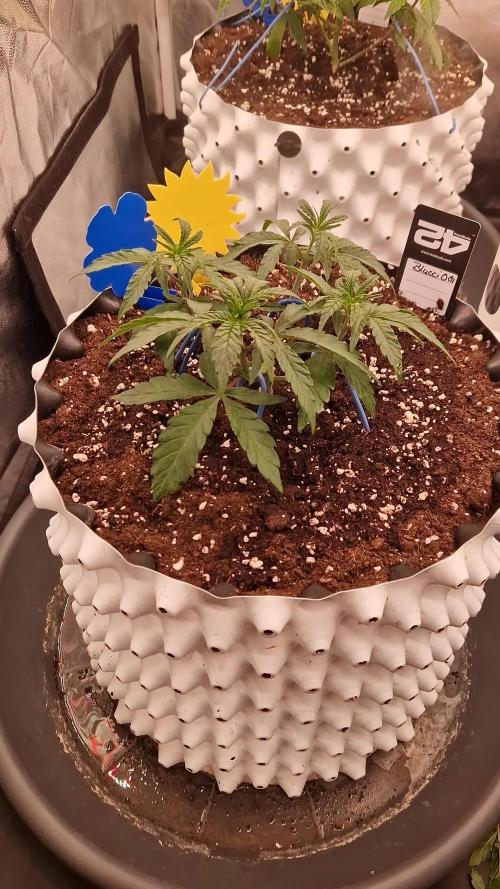 Blucci OG