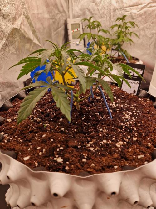 Blucci OG. Week 5 - 20.06.26 