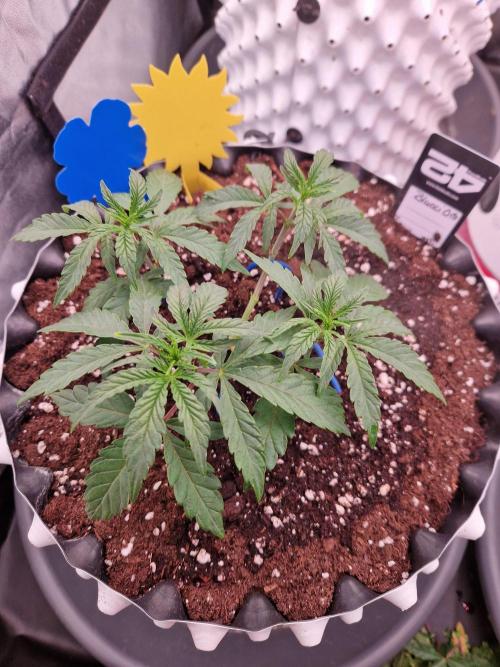 Blucci OG. Week 5 - 20.06.26 