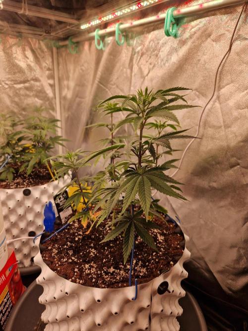 The White Sweet Candy OG One USAGenetics. Week 10 - 20.06.26 