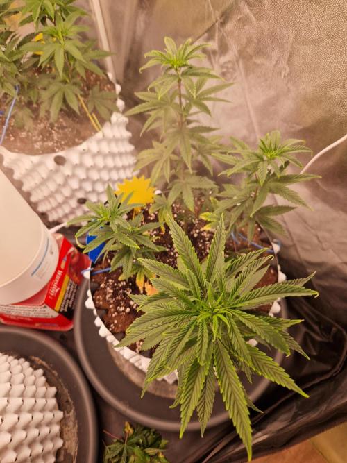The White Sweet Candy OG One USAGenetics. Week 10 - 20.06.26 