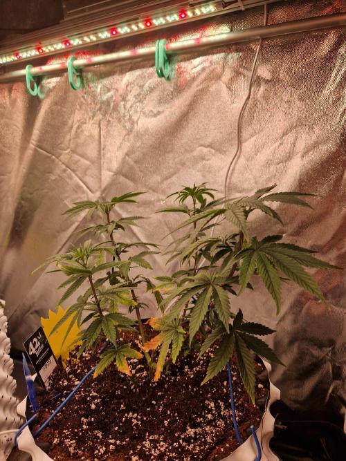 The White Sweet Candy OG One USAGenetics. Week 10 - 20.06.26 