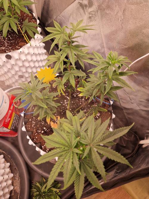 The White Sweet Candy OG One USAGenetics. Week 10 - 20.06.26 