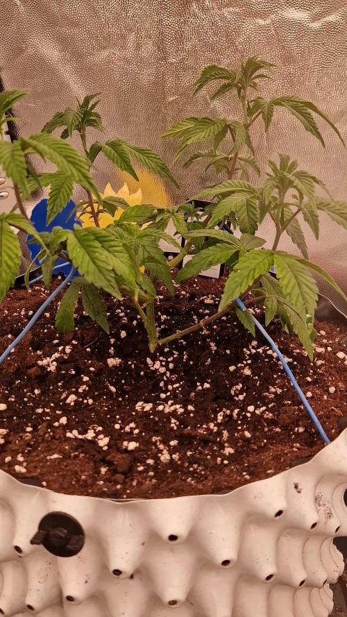 Bluzcotti Vaders Cut (2026)