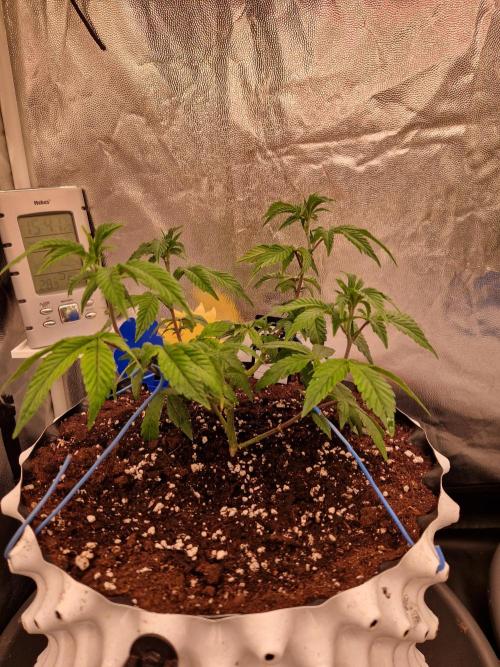 Bluzcotti Vaders Cut (2026). Week 7 - 20.06.26 