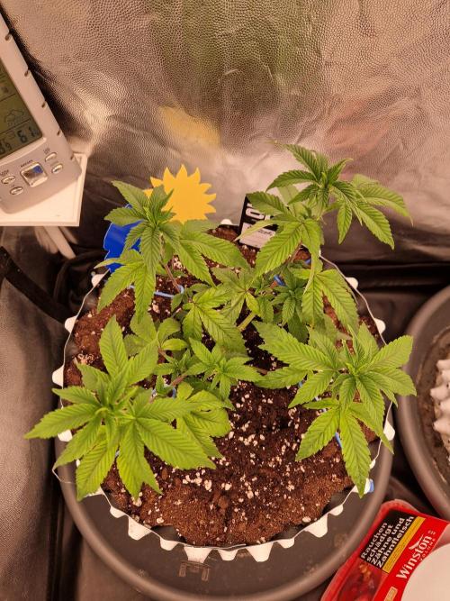 Bluzcotti Vaders Cut (2026). Week 7 - 20.06.26 