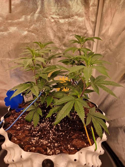 Permanent Melons (2026). Week 8 - 20.06.26 
