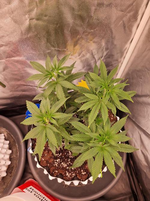 Permanent Melons (2026). Week 8 - 20.06.26 