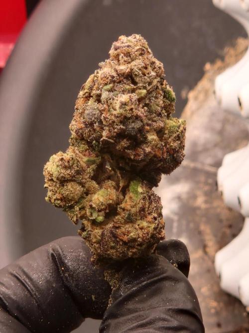Punch Pie. Week 18