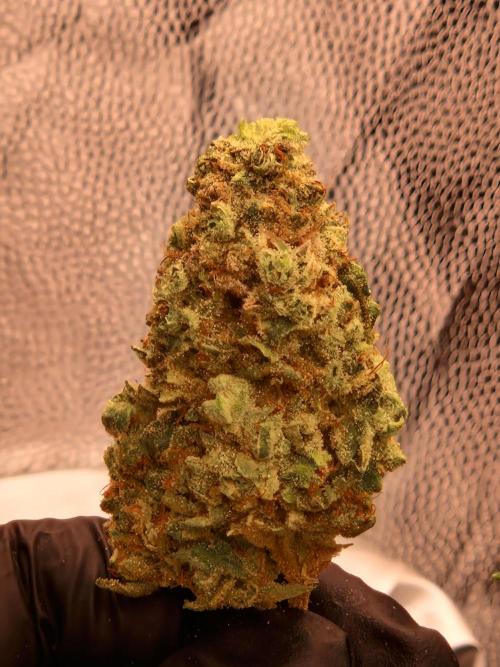 Pink Poochie . Week 19
