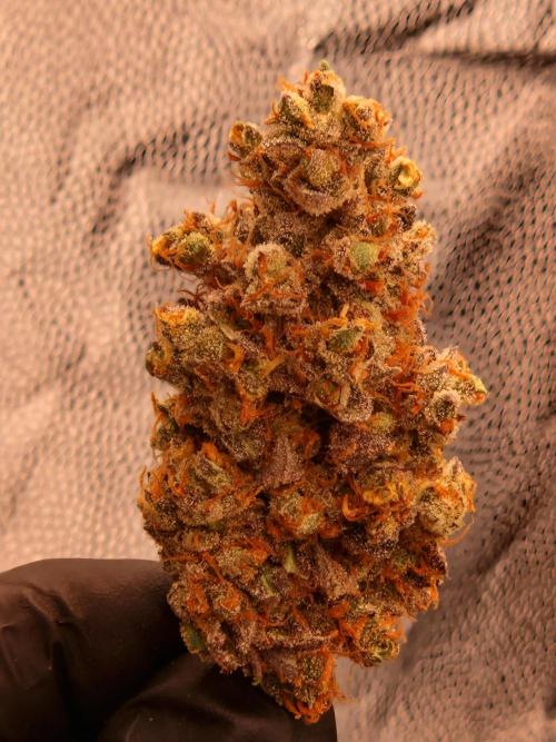 Hawaiian Rainbows. Week 18