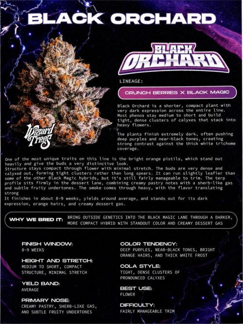 Black Orchard. Week 0