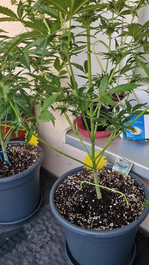 Pineapple Slush XL Auto