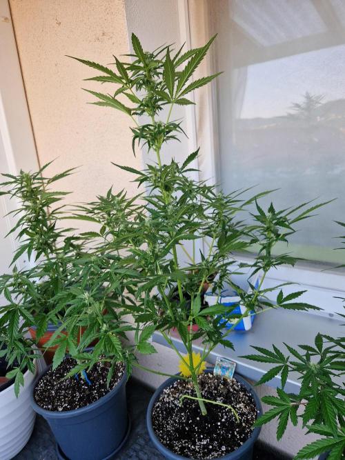 Pineapple Slush XL Auto. Week 8 - 26.06.26 