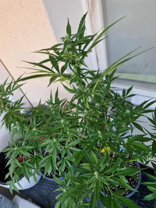 Pineapple Slush XL Auto. Week 8 - 26.06.26