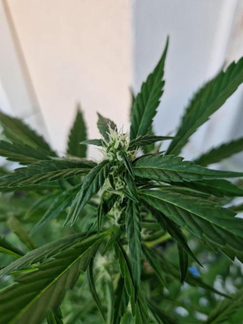 Pineapple Slush XL Auto. Week 8 - 26.06.26 