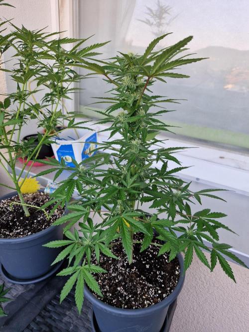 Chemical Candy Auto. Week 8 - 26.06.26 