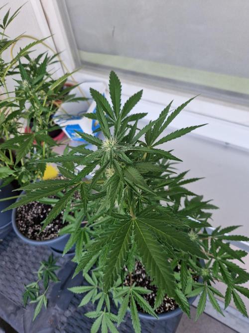 Chemical Candy Auto. Week 8 - 26.06.26 