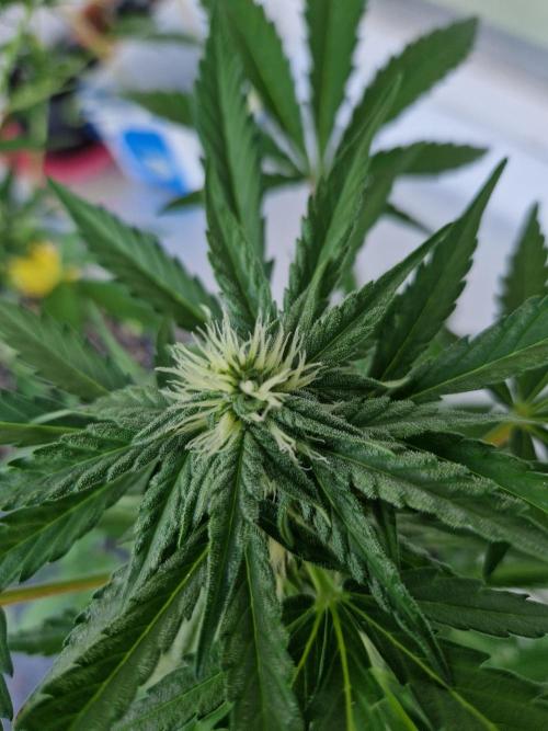 Chemical Candy Auto. Week 8 - 20.06.26 