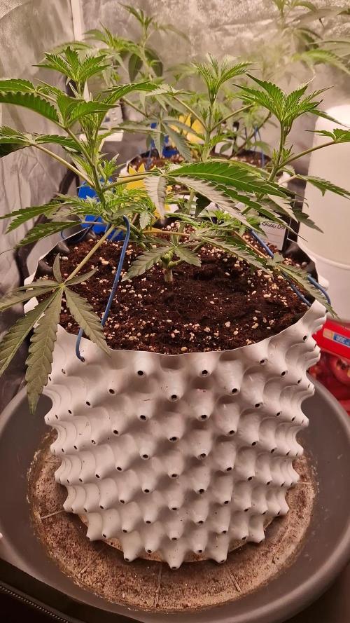 Blucci OG
