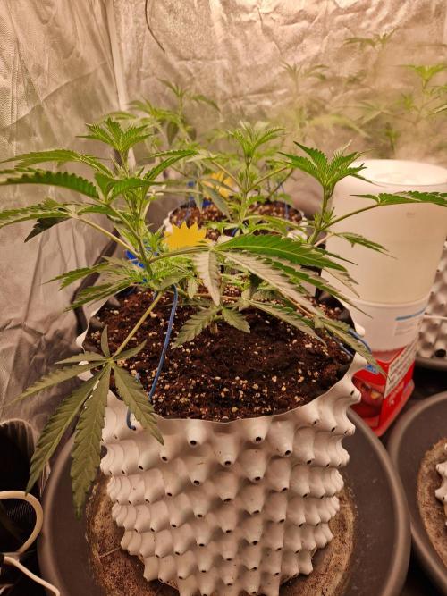 Blucci OG. Week 6 - 26.06.26 