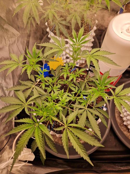 Blucci OG. Week 6 - 26.06.26 
