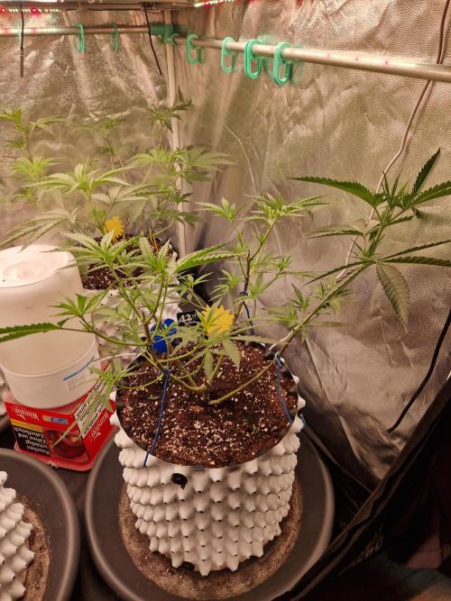 The White Sweet Candy OG One USAGenetics. Week 11 - 26.06.26 