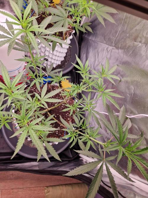 The White Sweet Candy OG One USAGenetics. Week 11 - 26.06.26 