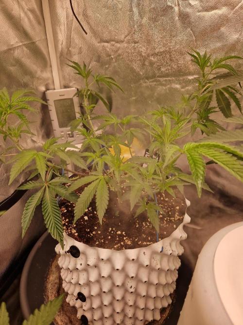 Bluzcotti Vaders Cut (2026). Week 8 - 26.06.26 