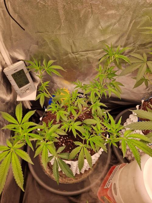 Bluzcotti Vaders Cut (2026). Week 8 - 26.06.26 