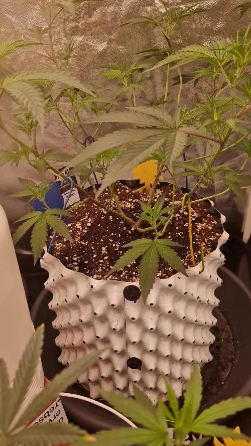 Permanent Melons (2026)