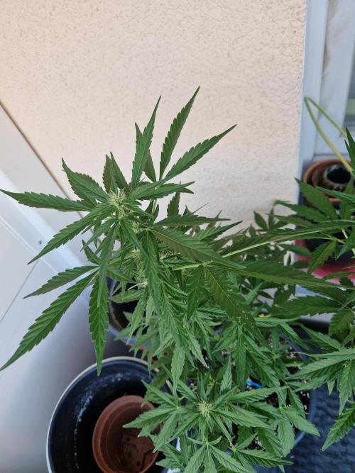 Super Lemon Haze Auto. Week 8 - 26.06.26 