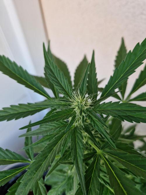 Super Lemon Haze Auto. Week 8 - 26.06.26 