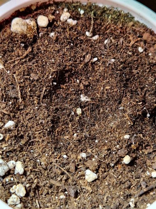 Mentha de Croco Fern Type Pheno #1. Week 0 - 30.06.26
3. Versuch, diesmal direkt in Erde.