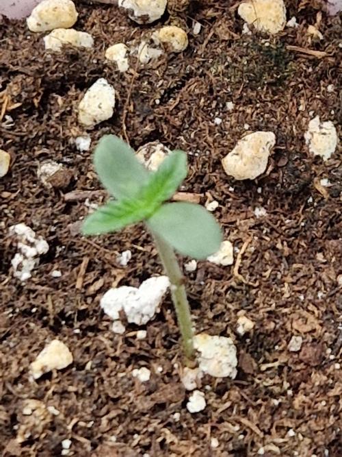Black Orchard. Week 0 - 30.06.26