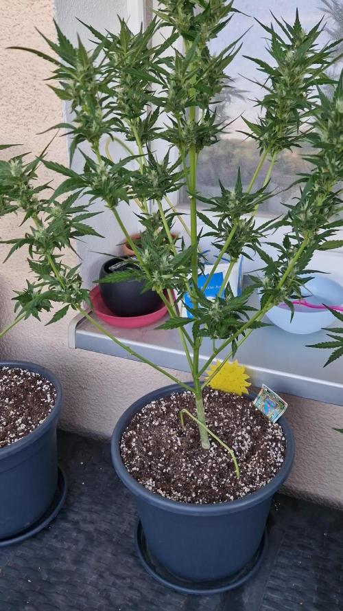 Pineapple Slush XL Auto
