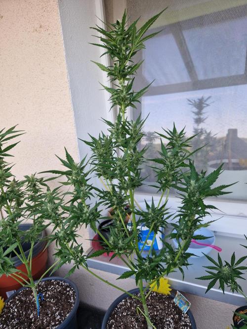 Pineapple Slush XL Auto. Week 9 - 03.07.26