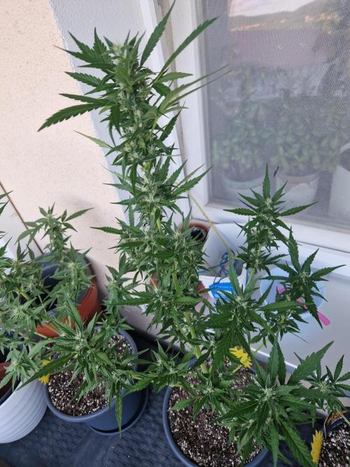 Pineapple Slush XL Auto. Week 9 - 03.07.26