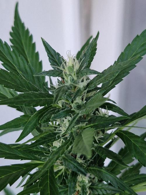 Pineapple Slush XL Auto. Week 9