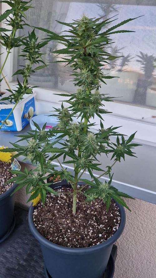 Chemical Candy Auto